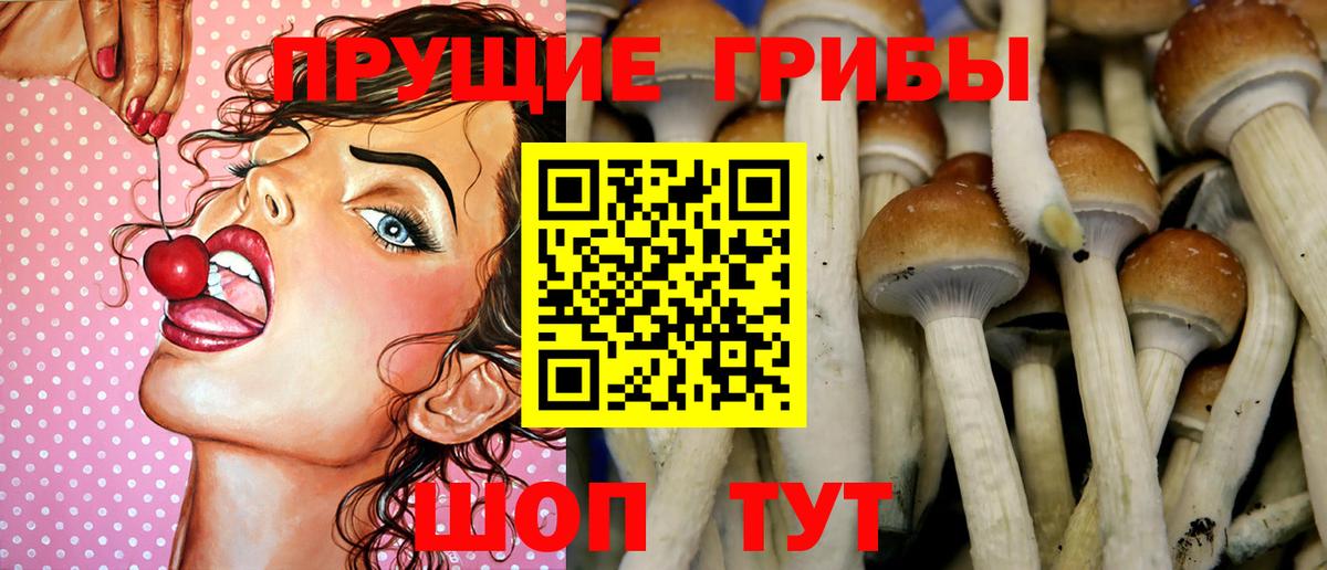 Галлюциногенные грибы Psilocybe Егорьевск