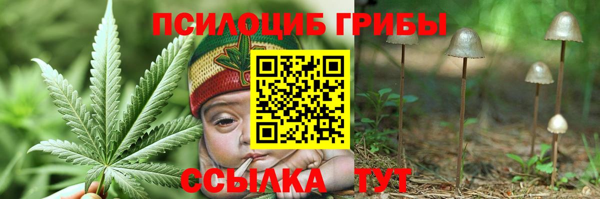 Егорьевск  Псилоцибиновые грибы Psilocybine cubensis  Вход с VPN 